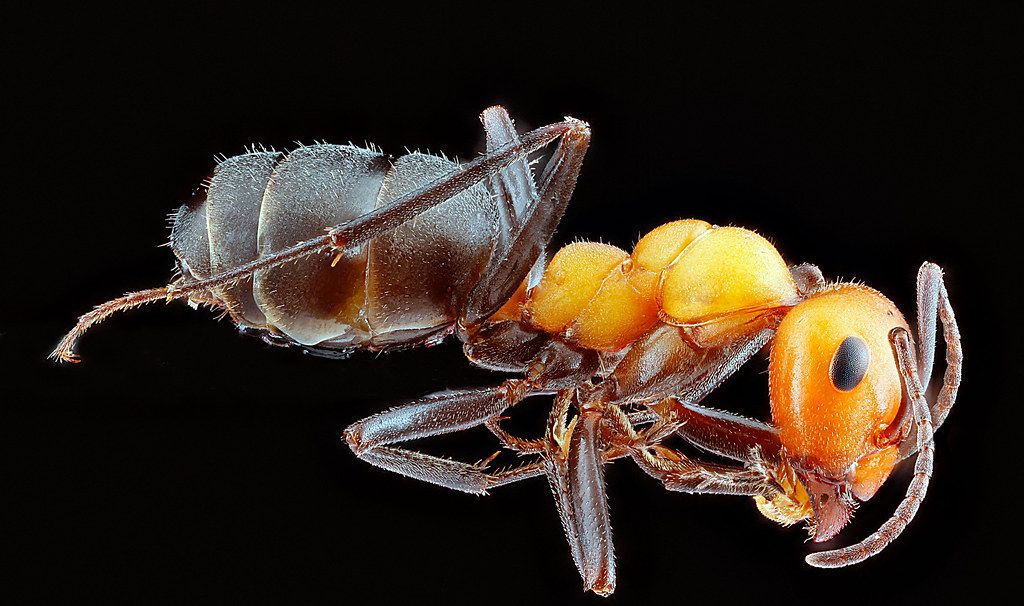 Ant Control service in Doral, FL
