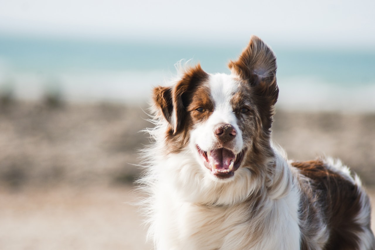 Flea & Tick Control service in Doral, FL