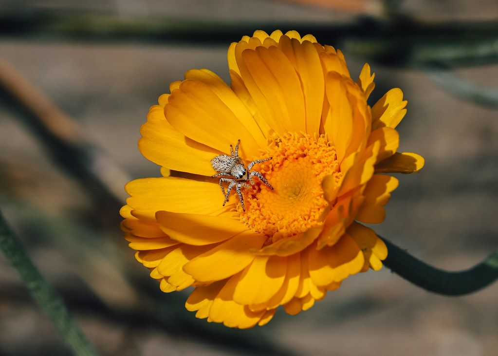 Spider Control service in Doral, FL